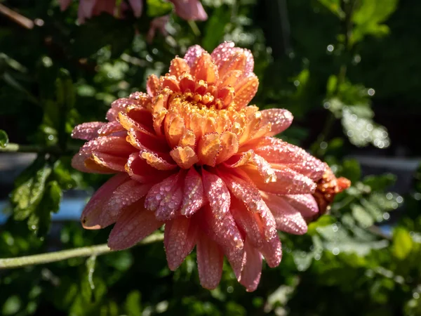 Makroaufnahme Der Orangefarbenen Und Rosa Mutter Oder Chrysanthe Chrysantheme Blühen — Stockfoto