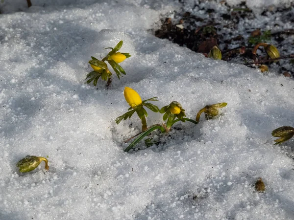 Flores Cercadas Neve Branca Acônito Inverno Eranthis Hyemalis Começando Florescer — Fotografia de Stock