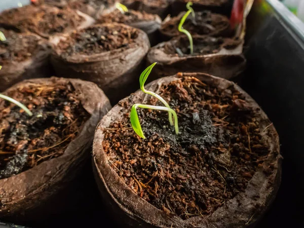 Pequeñas Plantas Pimiento Verde Cultivadas Casa Que Crecen Macetas Suelo — Foto de Stock