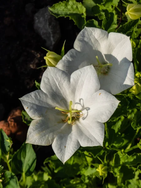 Tussock Bellflower Carpathian Harebell Campanula Carpatica Alba Flowering Pure White — Stok fotoğraf