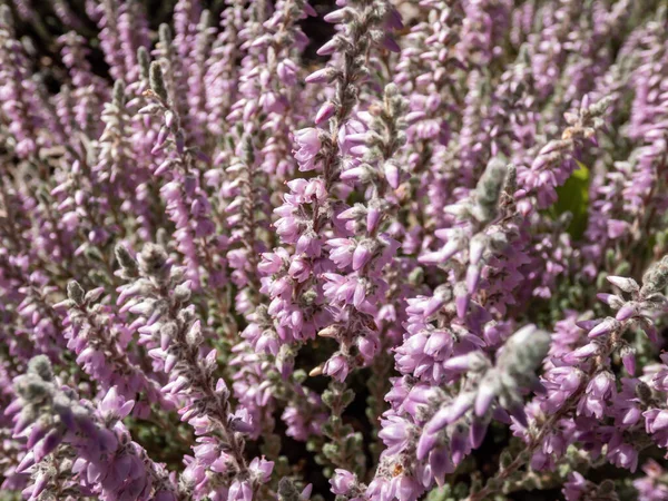 Macro Calluna Vulgaris Grizabella Pale Grey Foliage Flowering Lavender Coloured — Fotografia de Stock
