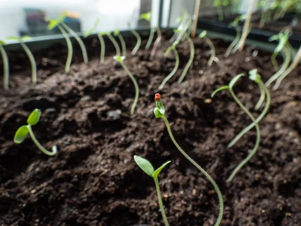 창가에 화분에서 자라는 조그마 씨앗이 녹색의 토마토 매크로 촬영되었다 정원가꾸기 — 스톡 사진