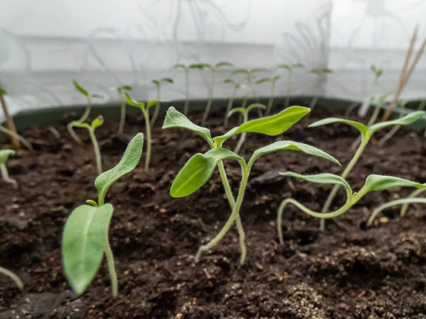 Plan Macro Semis Tomates Vertes Poussant Dans Pot Sur Rebord — Photo