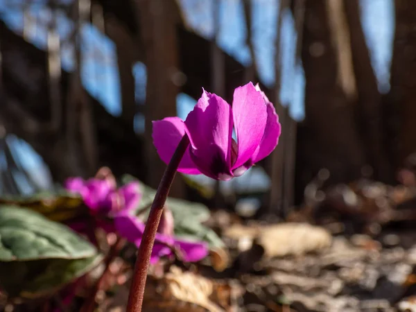 ペルシア語のバイオレット 東シクラメン ハート型の光沢のある葉と早春に咲く小さなバラ紫色の花を持つ丸葉のシクラメン シクラメンカム のクローズアップ — ストック写真
