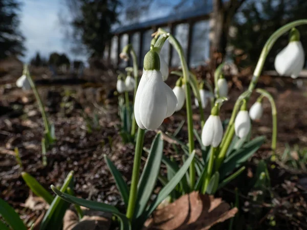 Close Snowdrops Galanthus Imperati Ginn Form Long Elegant Flowers Strong — Stock Photo, Image
