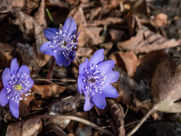 Close Beautiful Purple First Spring Bloomers Wildflowers Large Blue Hepatica — Stock Photo, Image