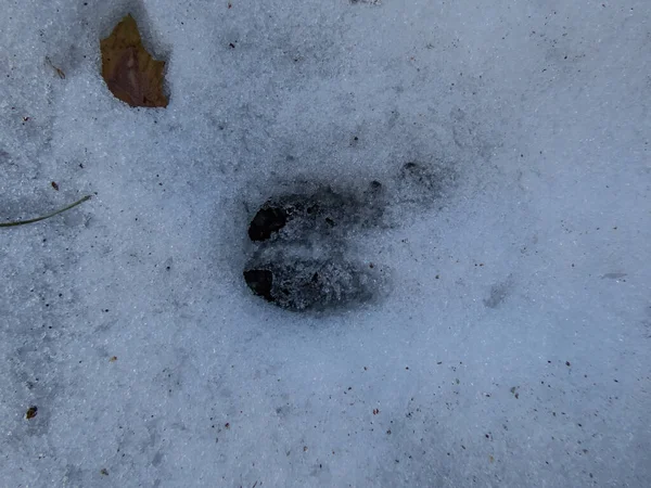 Capreolus Capreolus 的一个脚印的特写 在深入 融化的雪与可见的地面上的脚印 动物踪迹 — 图库照片