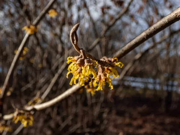 stock image Close-up shot of yellow blooms on naked branches of Japanese witch-hazel (Hamamelis japonica) in early spring