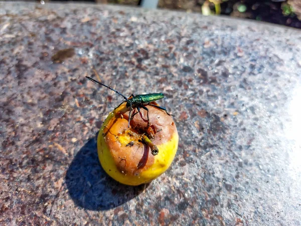 Yetişkin Misk Böceği Aromia Moschata Çok Uzun Anten Bakır Yeşil — Stok fotoğraf