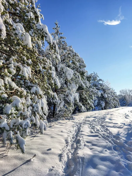 Witte Winterlandschap Met Bomen Struiken Vegetatie Bedekt Met Sneeuw Een — Stockfoto