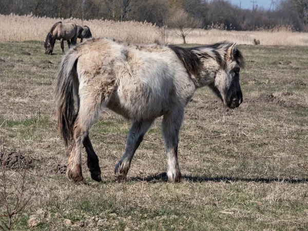 Jovem Potro Cavalo Konik Polonês Semi Selvagem Com Casaco Peludo — Fotografia de Stock