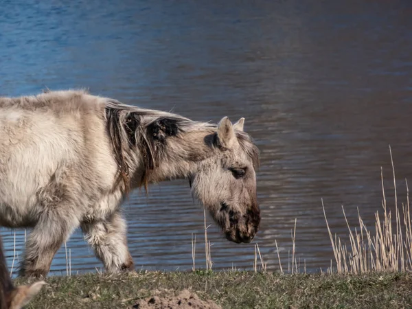 Cavalo Polonês Semi Selvagem Cinzento Konik Com Pêlo Inverno Comendo — Fotografia de Stock