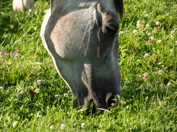 Zbliżenie Głowę Szarego Konia Jedzącego Zieloną Trawę Jasnym Słońcu Latem — Zdjęcie stockowe