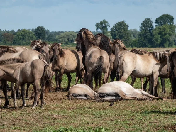 Grupo Cavalos Poloneses Semi Selvagens Cinzentos Pretos Konik Que Passam — Fotografia de Stock
