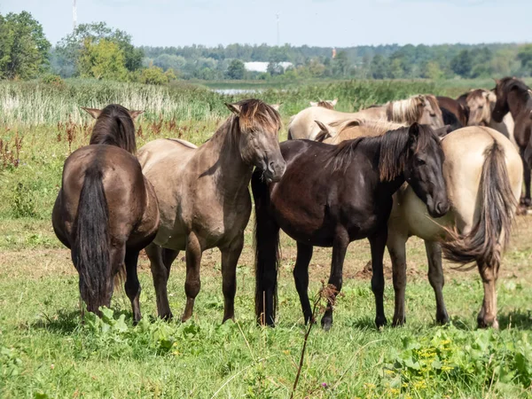 Grupo Cavalos Poloneses Semi Selvagens Cinzentos Pretos Konik Que Passam — Fotografia de Stock