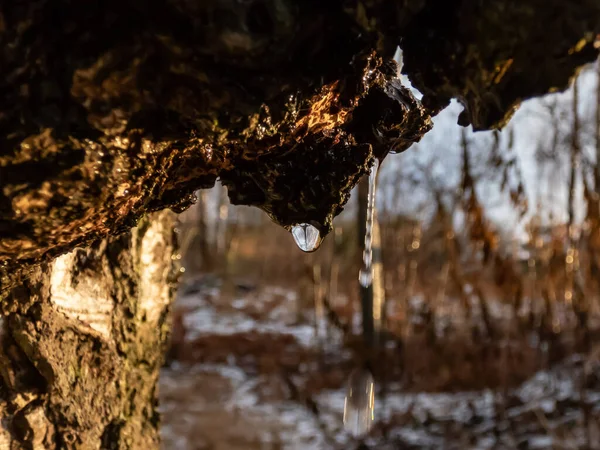 早春に太陽の光の下で木の幹から滴り落ちる水滴のマクロショット 木の下に降ってくる雪を溶かす — ストック写真