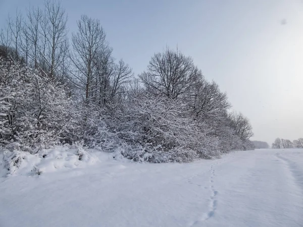 Winter scenery. Bushes and vegetation under large amount of snow in winter. Wintertime landscape