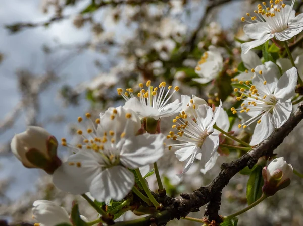 春の果樹園では 明るい日差しの中で白い梅の花が咲いています 美しい花の春の風景 — ストック写真