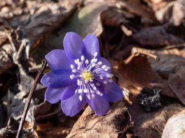 Güzel, mor ilk bahar çiçeklerinin yakın çekimi - kır çiçekleri Büyük mavi hepatika (Hepatica transsilvanica) ilkbaharın başlarında parlak gün ışığında