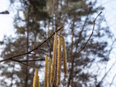 Küçük, pembe ve morumsu dişi tomurcukları ve dalların ucunda fındık ağacının sarı kadifelerinin yanında çiçekler. İlkbaharın başlarında fındıklar açar.
