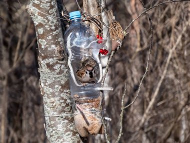 Avrasya ağaç serçesi (Passer montanus) bir kış günü tahıl ve tohumlarla dolu plastik şişeden yapılan kuş yemliğini ziyaret eder. Ağaçta asılı duran kuş yemi şişesi.