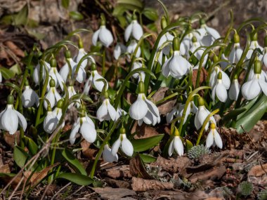 Baharın erken saatlerinde bahçede büyüyen bir grup kar damlasının (Galanthus fosteri) yakın çekimi. Bahar çiçekleri. Çiçek manzarası