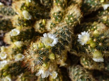 Altın dantelli kaktüs ya da ladyfinger kaktüsü (Mammillaria elongata) sarı ve kahverengi dikenli güneş ışığında beyaz ve sarı çiçeklerle çiçek açan