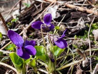 İlkbahar habercisinin yakın plan çekimi - tatlı menekşe veya ahşap menekşenin koyu mor çiçekleri (Viola odorata) baharın başlarında ormanda yetişir.