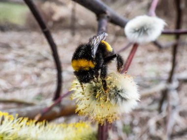 Yaban arısı ya da büyük toprak yaban arısı (bombus terrestris), ilkbaharın başlarında polenle kaplanmış, çiçekli bir kedi derisi üzerinde makro bir çekim yapar.