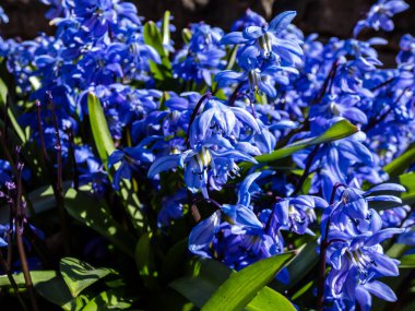 Bir grup küçük, mavi bahar çiçeği - Sibirya squill veya ahşap squill (Scilla caucasica) çeşitli 'Indra' bahçesinde büyüyen ve açan ilkbaharın başlarında