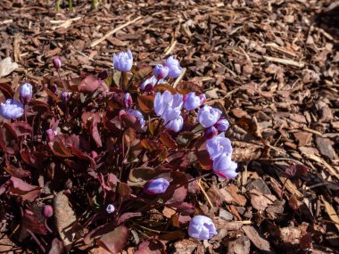 Küçük, narin ve büyüleyici bahar çiçekli Asyalı ikiz yaprağı (Jeffersonia dubia), kayanın bahçesinde büyüyen parlak güneş ışığında soluk mor ve mavi lavanta çiçekleri ile