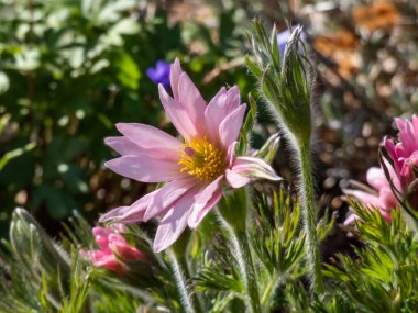 Güzel pembe Pasqueflower 'ın (Pulsatilla vulgaris) yakın plan çekimi.