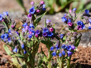 Yakın plan parlak mavi ve mor çiçekleri dar yapraklı akciğerotu veya mavi inek kayması (Pulmonaria angustifolia) ilkbaharın başlarında