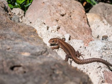 Genç Viviparous kertenkele ya da yaygın kertenkele (Zootoca vivivipara) baharın başlarında bahçedeki dikey kaya duvarında güneş banyosu yapıyor.