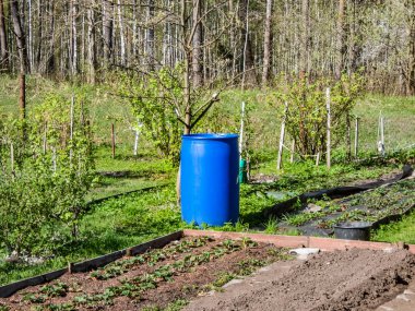 Green scenic garden view with trees, shrubs, grass, vegetable beds and blue, plastic water barrel reused for storing water for watering plants in sunlight in early spring