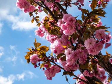 Japonya 'nın güzel, pembe kiraz çiçekleri mavi gökyüzünün altındaki kiraz ağacının dallarında ve gövdesinde çiçek açıyor. Narin ve romantik bahar çiçekleri.