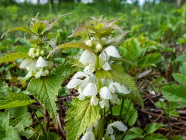 Beyaz ısırgan otu (Lamium albümü) yaz aylarında yeşil bitki örtüsüyle çevrili çayırlarda beyaz çiçeklerle çiçek açar.