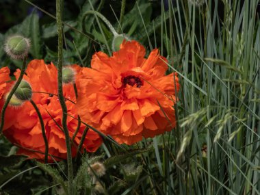 Doğulu gelinciğin (Papaver orientale) 'Olympia' nın yaz mevsiminde bahçe yatağında portakal çiçeğiyle çiçek açtığı yakın plan çekimi.
