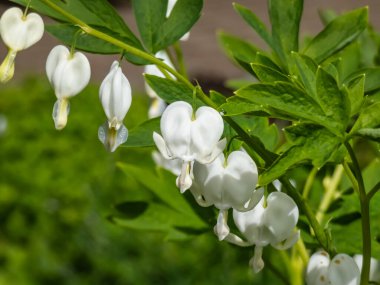 Beyaz kanayan kalp (Dicentra spektabilis) 'Alba' bölünmüş, açık yeşil yapraklar ve saf beyaz, kalp şeklindeki çiçek kavisleri, yaprakların üzerinde sarkan beyaz yapraklar