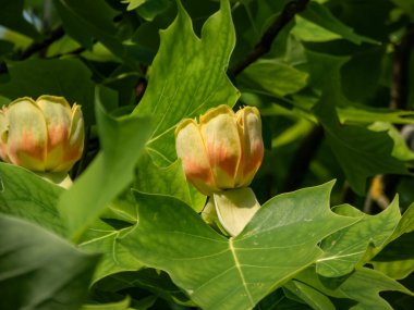 Çiçekli lale ağacı (liriodendron tulipifera). Yeşil yaprakların arasında turuncu şeritli soluk yeşil ve sarı bir çiçek.