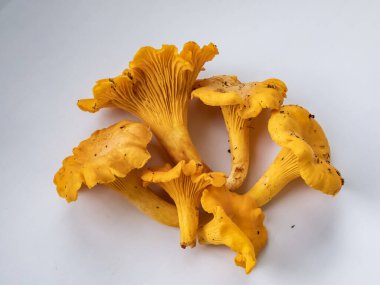 Group of golden Chanterelle mushrooms with dirt and moss on roots from forest. Detailed mushroom on white. Mushroom picking tradition. Isolated on white