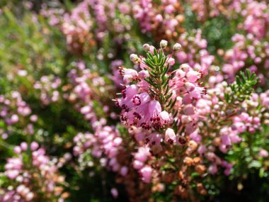 Macro of Cornish heath or wandering heath (Erica vagans) 'Pyrenees Pink' with dark green foliage flowering with long racemes of deep pink flowers that fade to white in summer