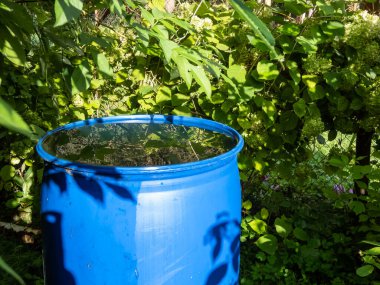 Mavi, plastik su varili, yaz boyunca bitki örtüsüyle çevrili, çatıdan gelen suyla dolu bitkileri sulamak için yağmur suyu toplamak ve depolamak için yeniden kullanılır.