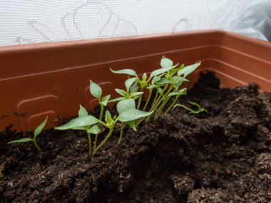 Pencere pervazında saksıda yetişen küçük, yeşil biber bitkilerinin yakın çekimi. Tohumları filizlendiriyorum. Tohumlardan büyüyen yiyecekler