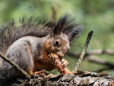 Kırmızı Sincap 'ın (Sciurus vulgaris) yaz portakalı ve kahverengi paltosu ile bir ağaç dalına oturmuş ve pençelerinde parlak güneş ışığı altında bir çam kozalağı tutarken yakın plan çekimi.