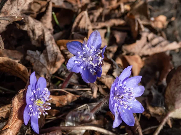 Güzel, mor ilk bahar çiçeklerinin yakın çekimi - kır çiçekleri Büyük mavi hepatika (Hepatica transsilvanica) ilkbaharın başlarında parlak gün ışığında