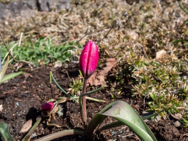 Крупный План Закрытого Бутона Глубокого Пурпурного Цветка Tulipa Humilis Violacea — стоковое фото