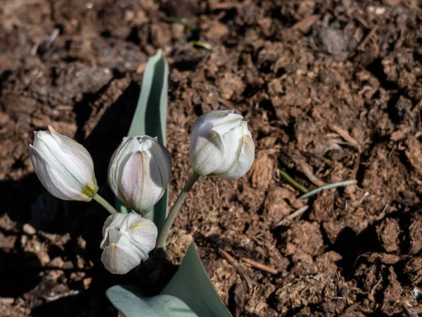 Gros Plan Bourgeons Fermés Fleurs Blanches Des Tulipes Polychromes Tulipa — Photo