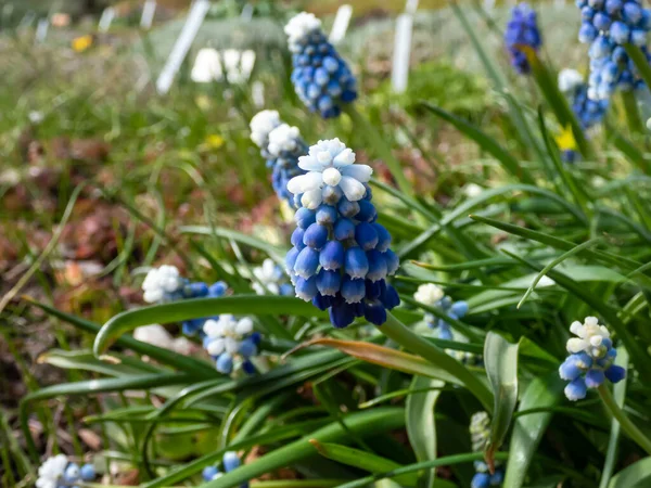 Close-up shot of bicolor grape hyacinth Muscari aucheri \'Mount Hood\' features pretty, grape-like clusters of rounded blue flowers with white tips, crowned with white florets in early spring