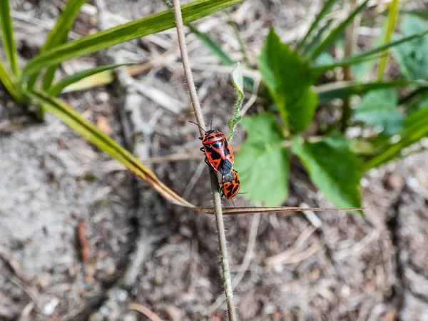 Close Shot Two Adult Scarlet Shieldbug Eurydema Dominulus Pair Mating — Fotografia de Stock